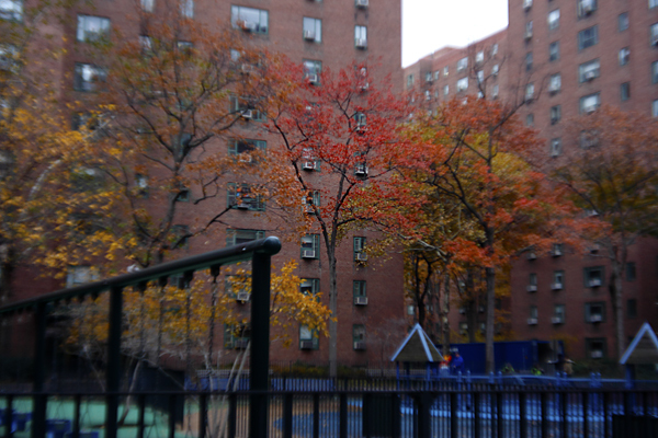 Fall Trees, Manhattan : Through a Plastic Lens : Catherine Kirkpatrick Photography