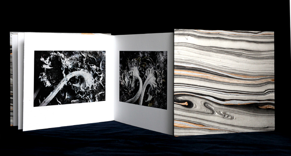 Sunflowers (Accordion Book) : Artist's Books : Catherine Kirkpatrick Photography