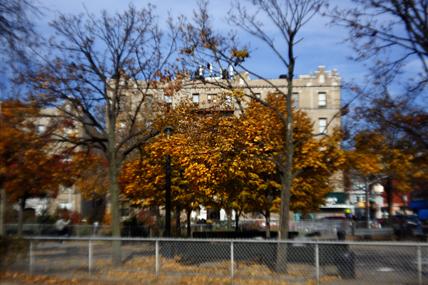 Trees, Long Island City : Through a Plastic Lens : Catherine Kirkpatrick Photography