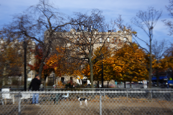 Trees, Long Island City : Through a Plastic Lens : Catherine Kirkpatrick Photography