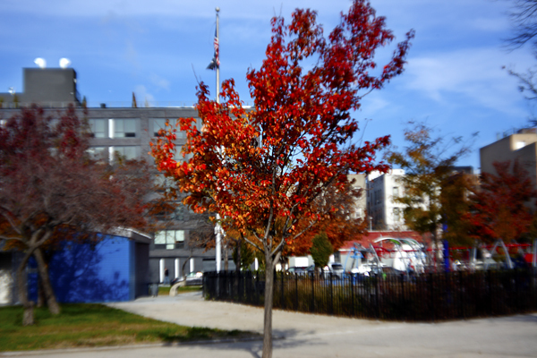 Trees, Long Island City : Through a Plastic Lens : Catherine Kirkpatrick Photography