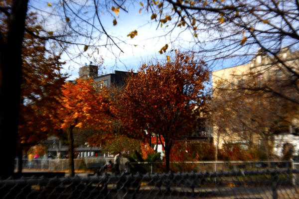 Trees, Long Island City : Through a Plastic Lens : Catherine Kirkpatrick Photography