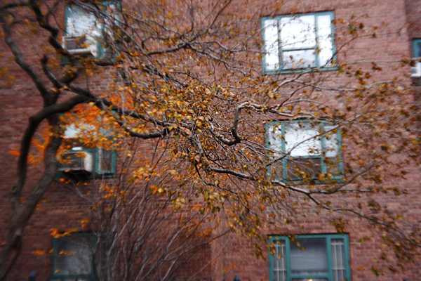 Fall Trees, Manhattan : Through a Plastic Lens : Catherine Kirkpatrick Photography