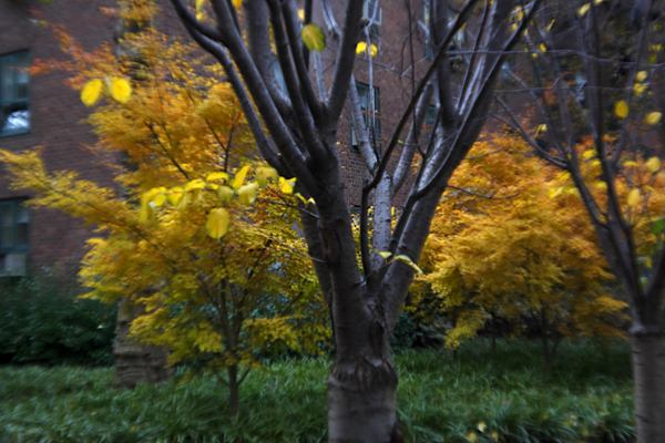 Fall Trees, Manhattan : Through a Plastic Lens : Catherine Kirkpatrick Photography