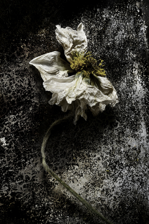  : Florae : Catherine Kirkpatrick Photography