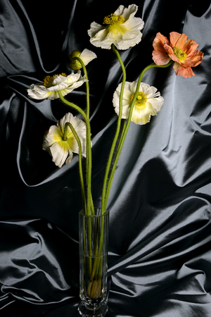  : Florae : Catherine Kirkpatrick Photography