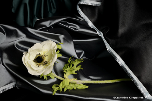  : Morgan Avenue Still Life Series : Catherine Kirkpatrick Photography