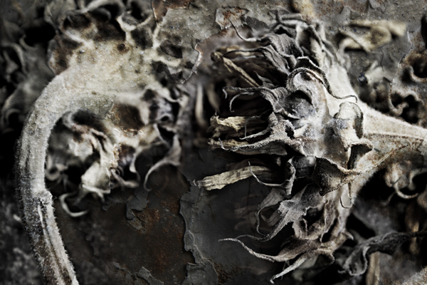  : Florae : Catherine Kirkpatrick Photography