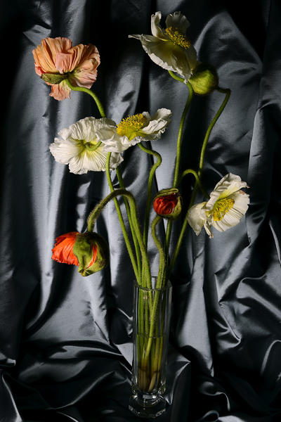  : Other Still Life : Catherine Kirkpatrick Photography