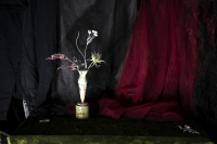 © Catherine Kirkpatrick