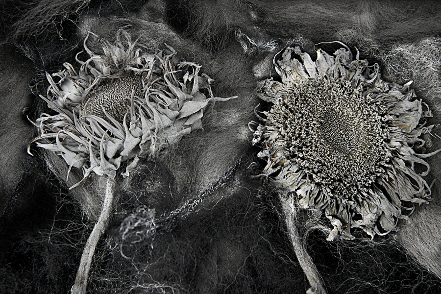  : Florae : Catherine Kirkpatrick Photography