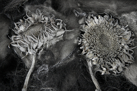 © Catherine Kirkpatrick