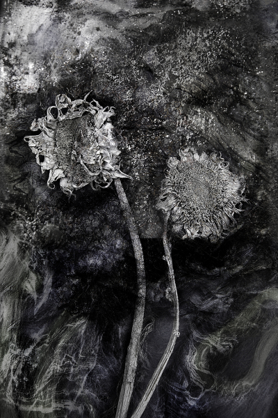  : Florae : Catherine Kirkpatrick Photography