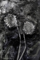 © Catherine Kirkpatrick