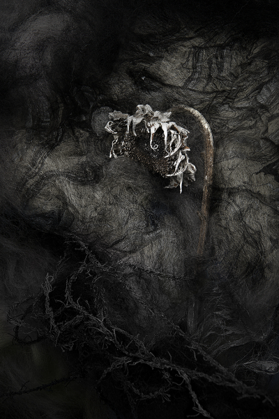  : Florae : Catherine Kirkpatrick Photography