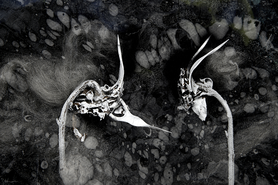  : Florae : Catherine Kirkpatrick Photography