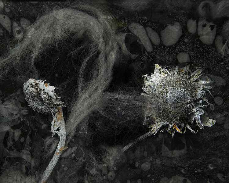  : Florae : Catherine Kirkpatrick Photography