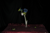 © Catherine Kirkpatrick