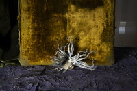 © Catherine Kirkpatrick