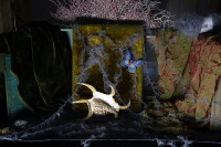 © Catherine Kirkpatrick