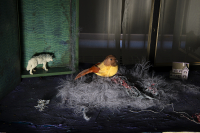 © Catherine Kirkpatrick