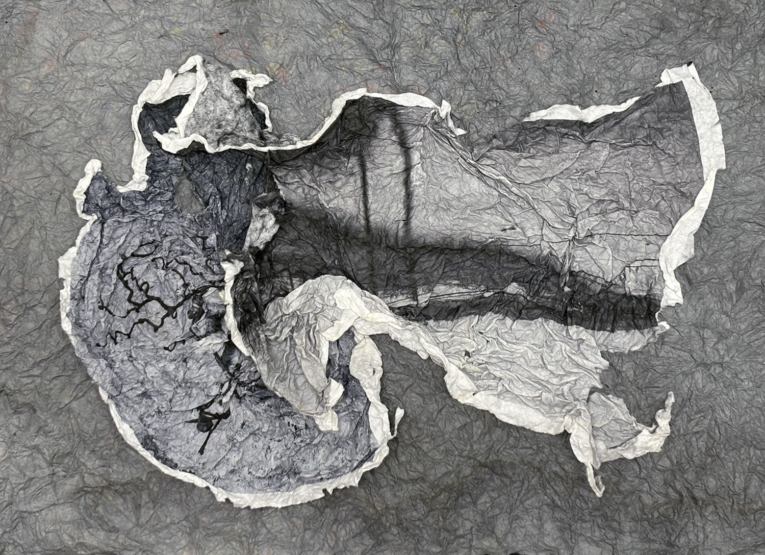  : Works on Paper : Catherine Kirkpatrick Photography