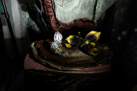© Catherine Kirkpatrick