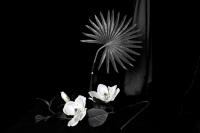 © Catherine Kirkpatrick
